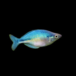 Blue Rainbowfish (Melanotaenia lacustris) &ndash; Blue Rainbowfish in Aquarium