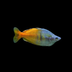 Boesemani Rainbowfish (Melanotaenia boesemani) displaying vibrant blue and orange colours