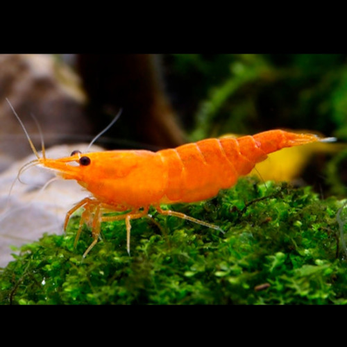 Orange Shrimp