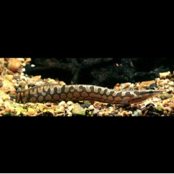 Tire Track Eel