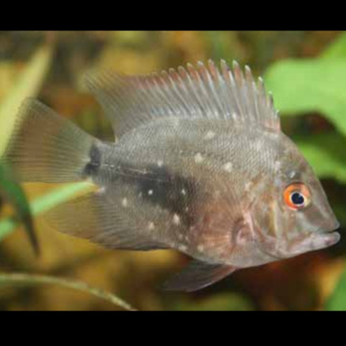 Juvenile Uaru Cichlid