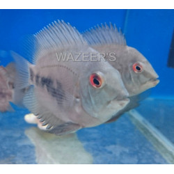 Juvenile Uaru Cichlid