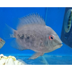 Juvenile Uaru Cichlid