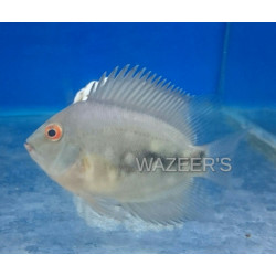 Juvenile Uaru Cichlid