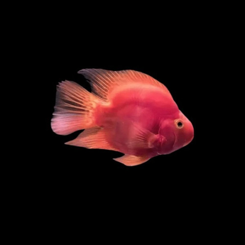 Pink Parrot Fish for Sale in South Africa &ndash; Healthy Aquarium Fish